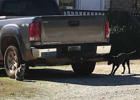 Dog in stand off with cat under a truck