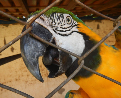 Parrot in a cage