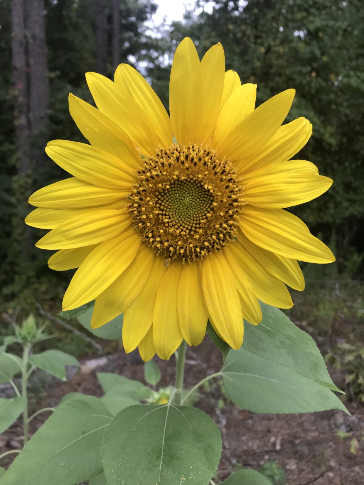 Close up of a sunflower communicating happiness