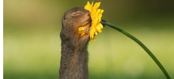 Squirrel smelling a daisy